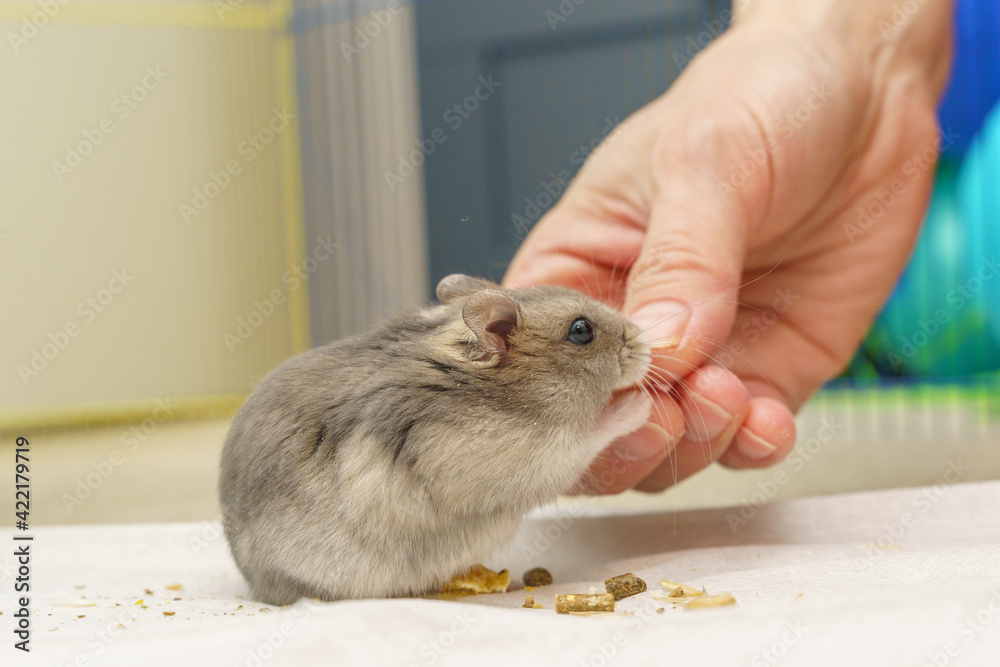 Hamster Reaching for a Seed