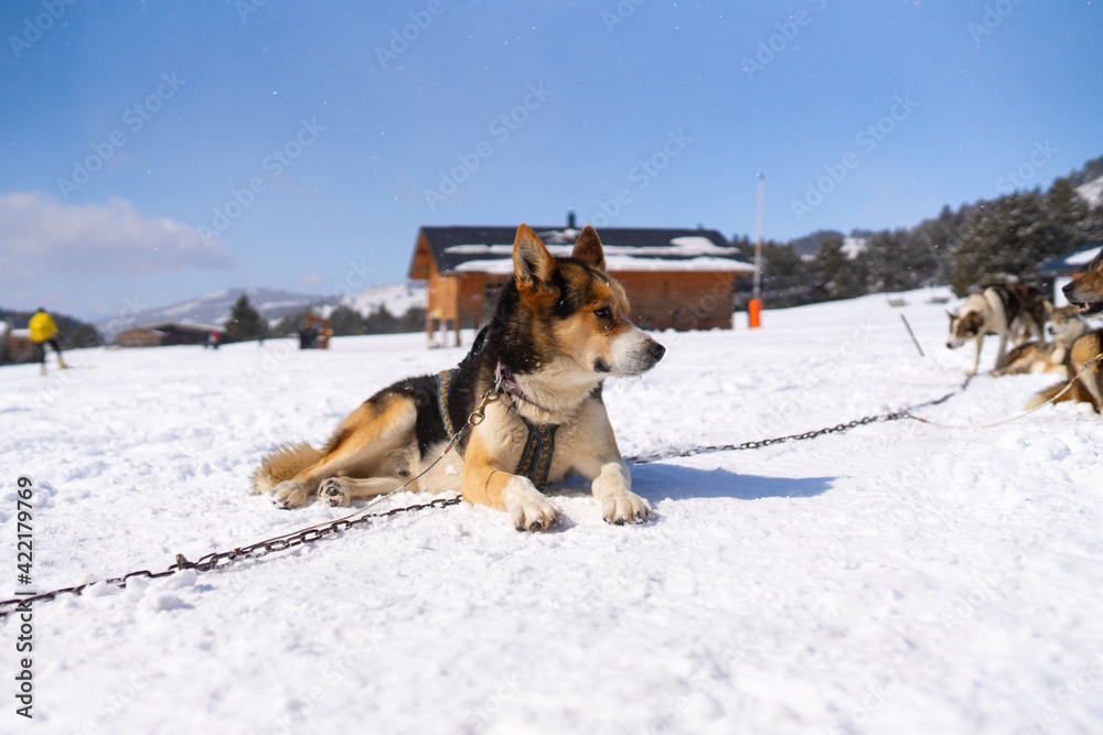 Husky dog on winter day outdoors in Lapland, Finland Husky dog on winter day outdoors in Lapland, Finland