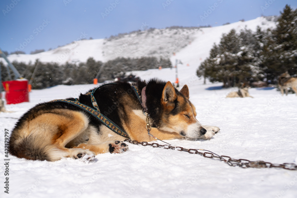 Husky dog sleeping on winter day outdoors in Lapland, Finland Husky dog sleeping on winter day outdoors in Lapland, Finland