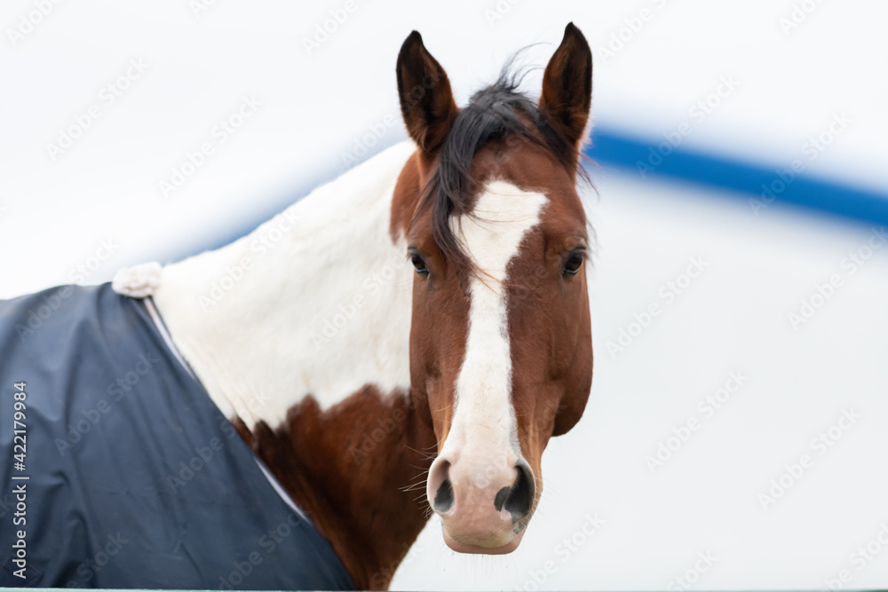 A large brown horse with a white mark down the middle of its head and a long white mane. The horse is staring straight ahead with its dark eyes. The animal is wearing a blue warming blanket. A large brown horse with a white mark down the middle of its head and a long white mane. The horse is staring straight ahead with its dark eyes. The animal is wearing a blue warming blanket.