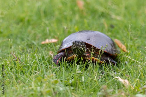 Painted turtle making its way slowly through dewy green grass