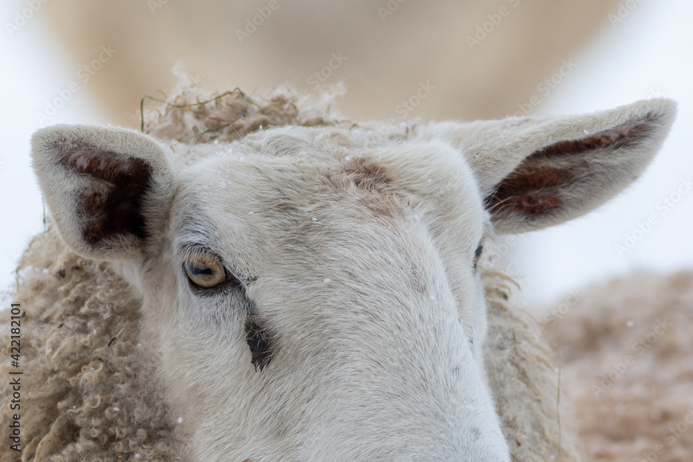 A closeup of a large domestic woolly sheep that is staring with its eyes open wide and its ears sticking upwards against a snowy background. The ewe has a large thick coat of wool with bits of dirt. A closeup of a large domestic woolly sheep that is staring with its eyes open wide and its ears sticking upwards against a snowy background. The ewe has a large thick coat of wool with bits of dirt.