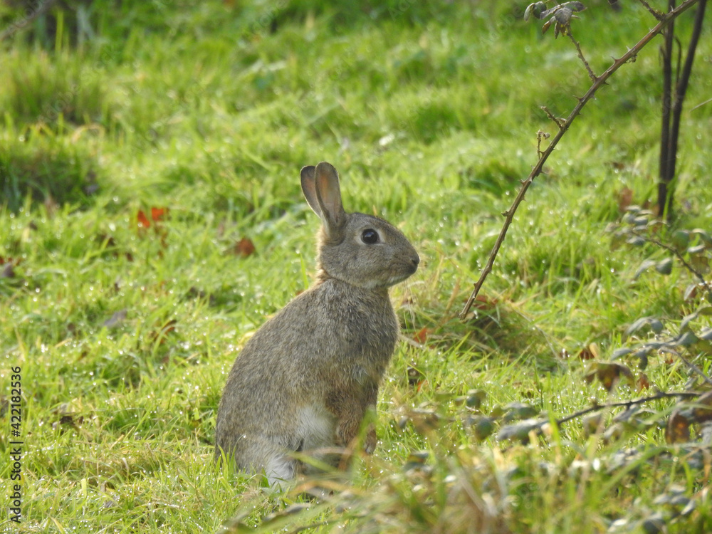 Wild rabbit sits on green grass Wild rabbit sits on green grass