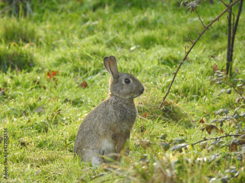 Wild rabbit sits on green grass © Rafal