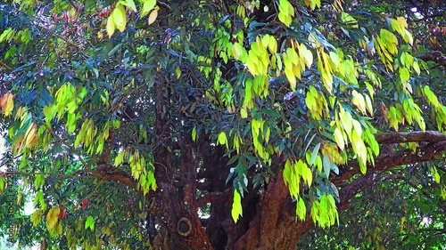 Healthy, Mature Sri Lankan Ironwood Tree with Colorful Leaves photo