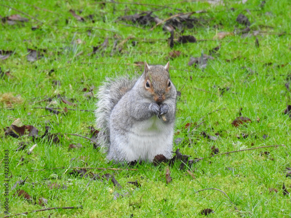A gray and white red squirrel stands upright on the grass with food A gray and white red squirrel stands upright on the grass with food