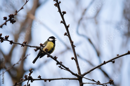 Closeup shot of a Great tit perching on a sprouted tree branch with an open beak photo