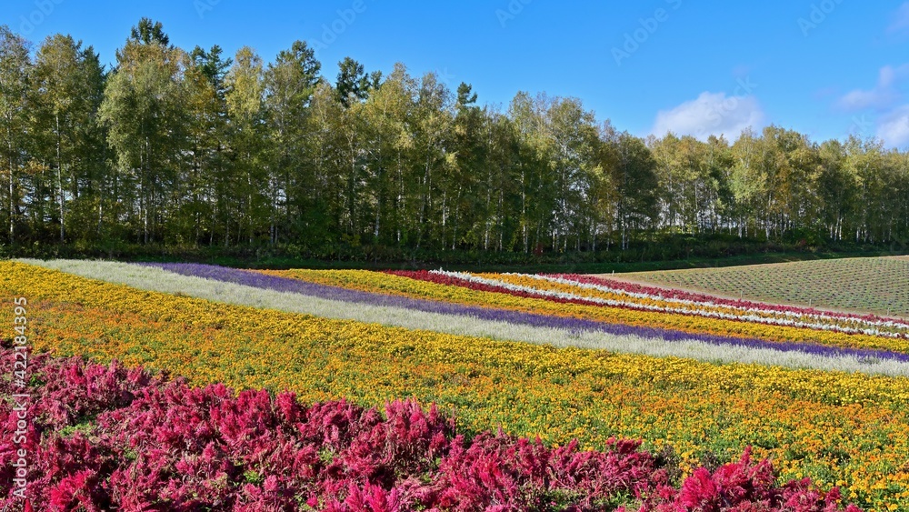 青空バックにカラフルな花々が咲く丘の情景＠富良野、北海道