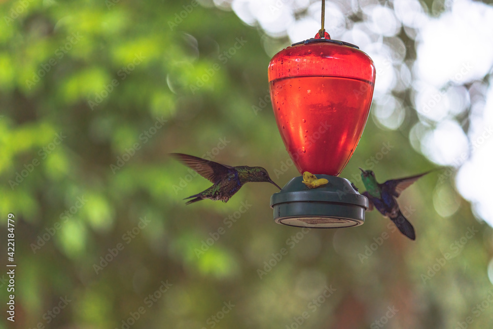 Fototapeta premium Closeup shot of beautiful tiny hummingbirds drinking sugar water from a garden feeder
