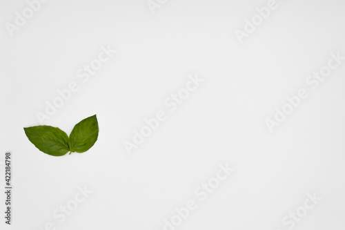 Basil Leaves