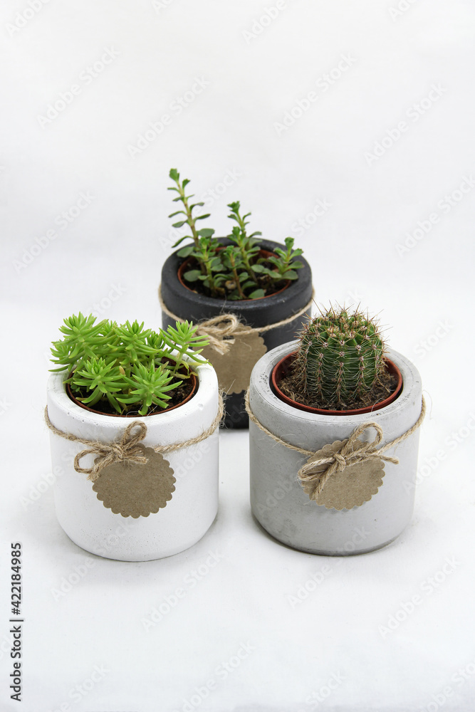 Modern concrete pot isolated on white background. Succulent and cactus in flowerpot. Decorative plants. Modern concrete pot isolated on white background. Succulent and cactus in flowerpot. Decorative plants.