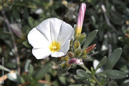 White flower of a silverbush Convolvulus cneorum photo