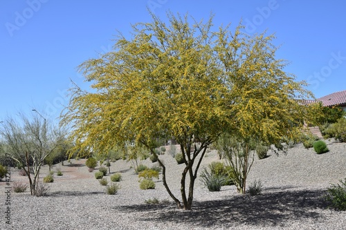 Blooms on bark of a sweet acacia tree Acacia farnesiana