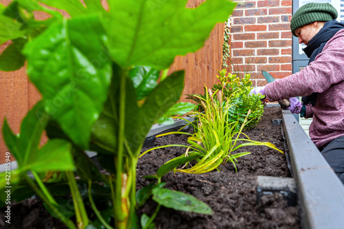 Home gardening woman planting new plants into garden planter. Repotting rootbound plants into garden planter. photo