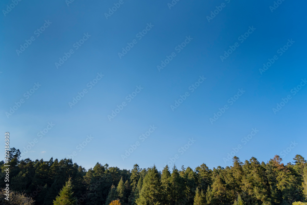 Peaceful forest landscape with blue sky