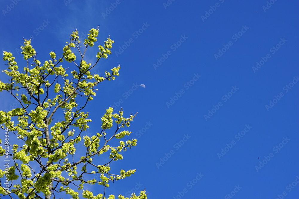 Árbol verde Árbol verde