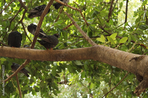 Palomas en un arbol