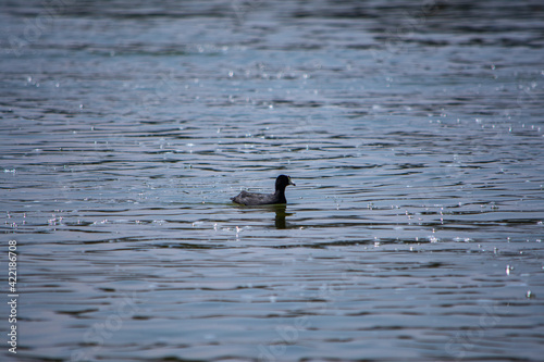 ave solitaria en un lago