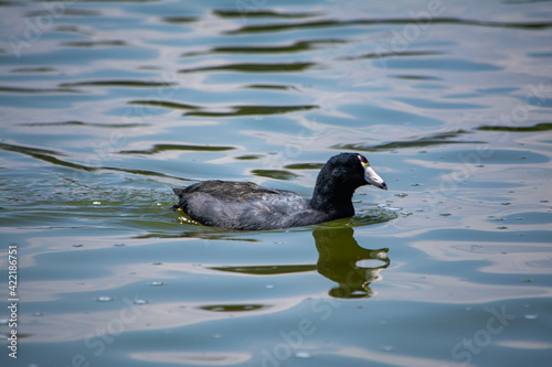 ave en lago 