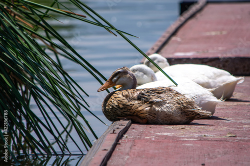 tres patos durmiendo
