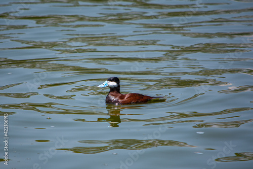 pato pico azul