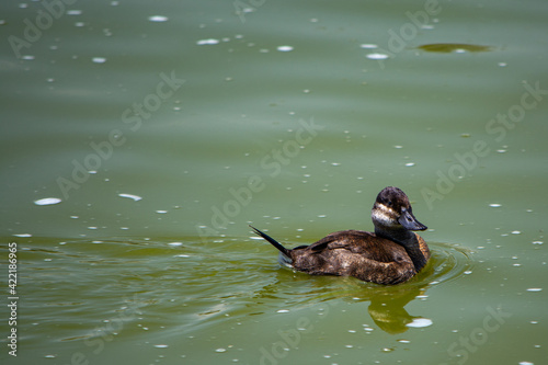 pato pichon en el lago