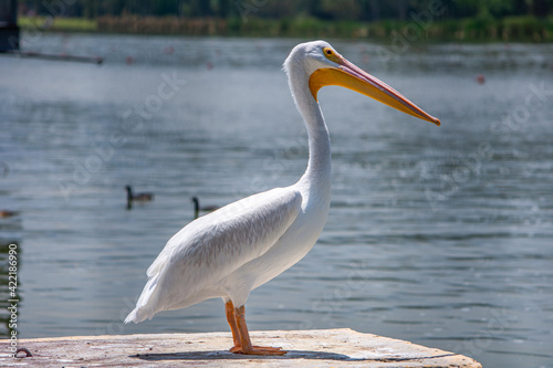pelicano mirando al lago