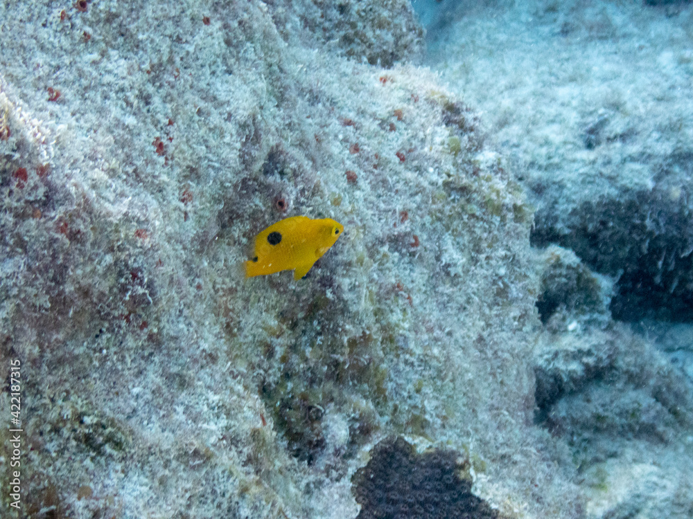 Threespot Damselfish Threespot Damselfish