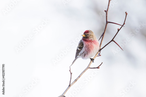  common redpoll or mealy redpoll (Acanthis flammea) photo