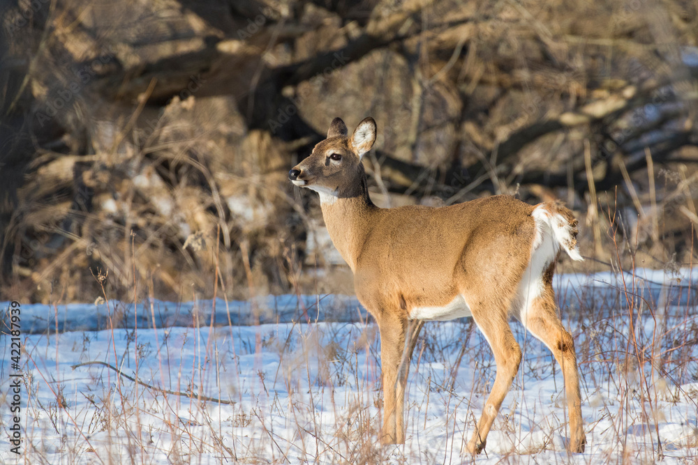 Beautiful white-tailed deer female closeup in Quebec, Canada Beautiful white-tailed deer female closeup in Quebec, Canada