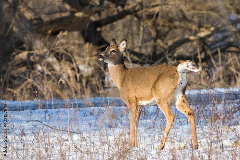 Beautiful white-tailed deer female closeup in Quebec, Canada Beautiful white-tailed deer female closeup in Quebec, Canada