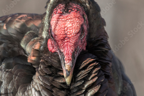 wild turkey portrait in winter photo