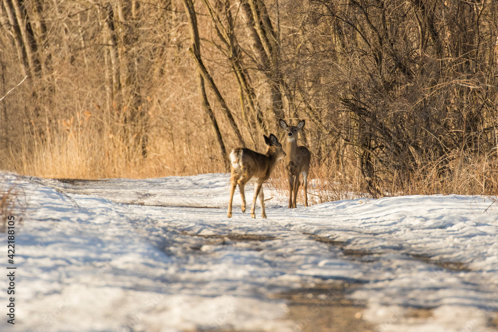 Beautiful white-tailed deer female closeup in Quebec, Canada Beautiful white-tailed deer female closeup in Quebec, Canada