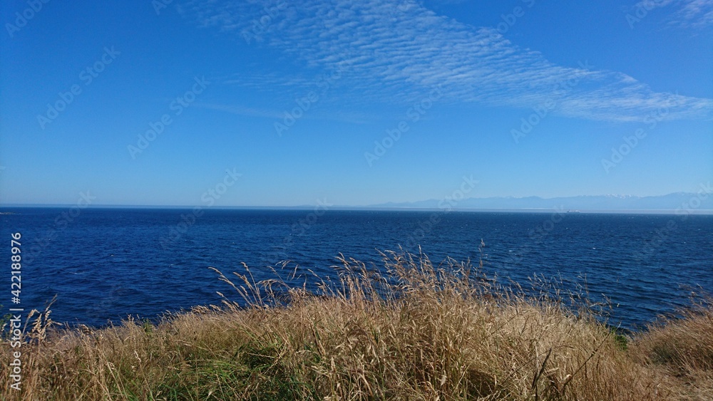grass on the beach grass on the beach