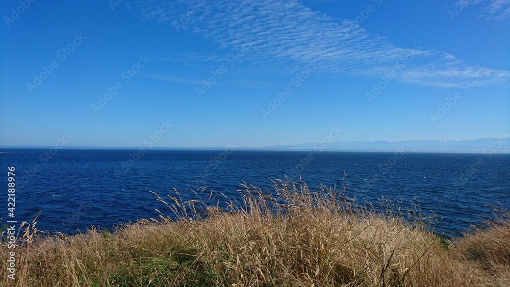 grass on the beach