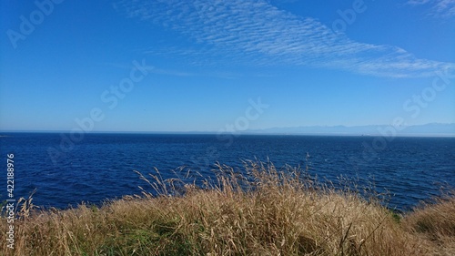 grass on the beach