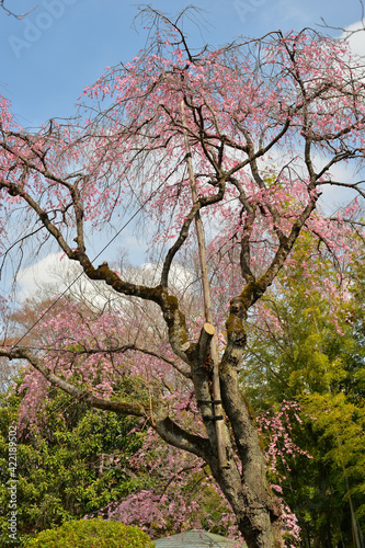 戸定が丘歴史公園の枝垂れ桜、千葉県松戸市