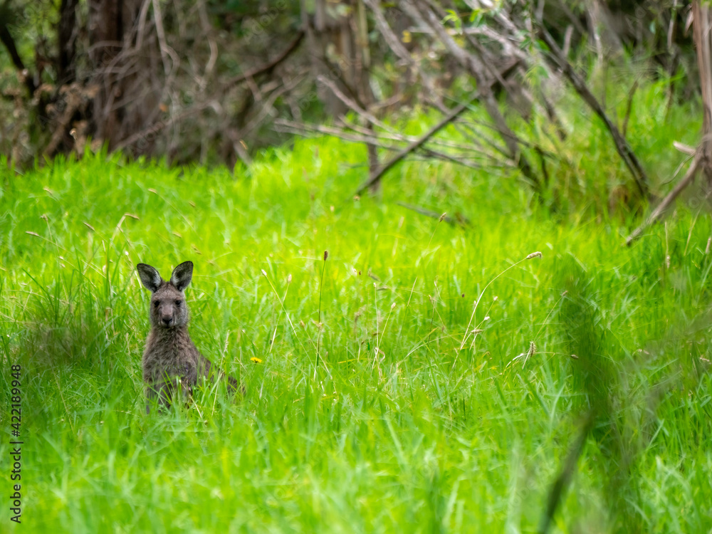 Kangaroo Peeking