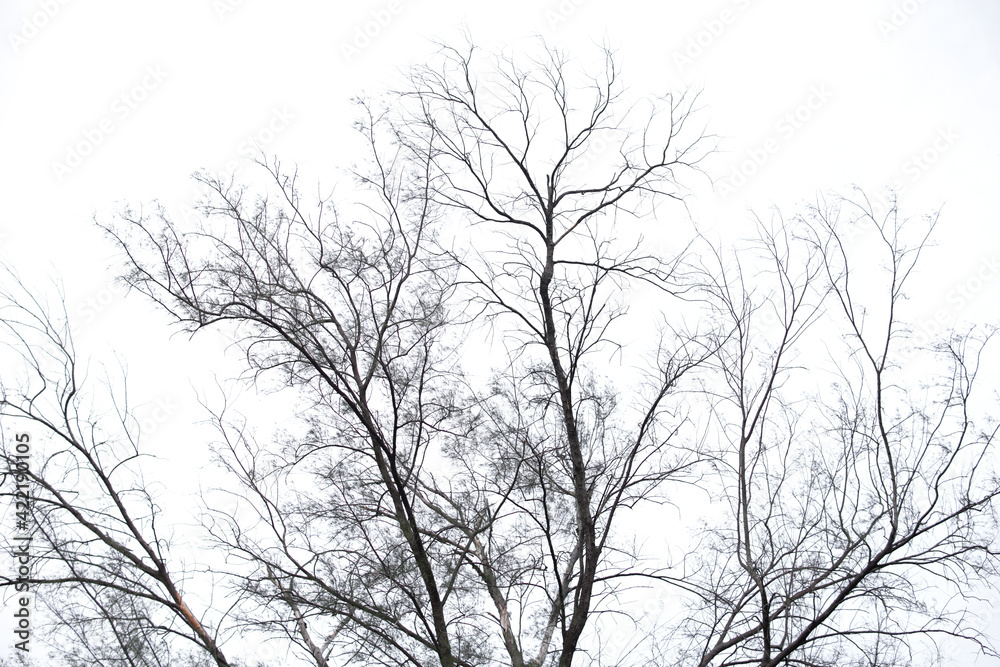 tree branches isolated on the white background tree branches isolated on the white background