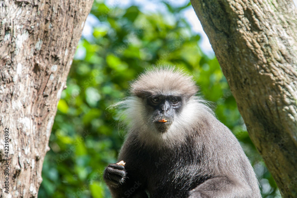 The purple-faced langur (Semnopithecus vetulus) is eating food, a species of Old World monkey endemic to Sri Lanka. It is a long-tailed arboreal species, identified by a mostly brown dark face.