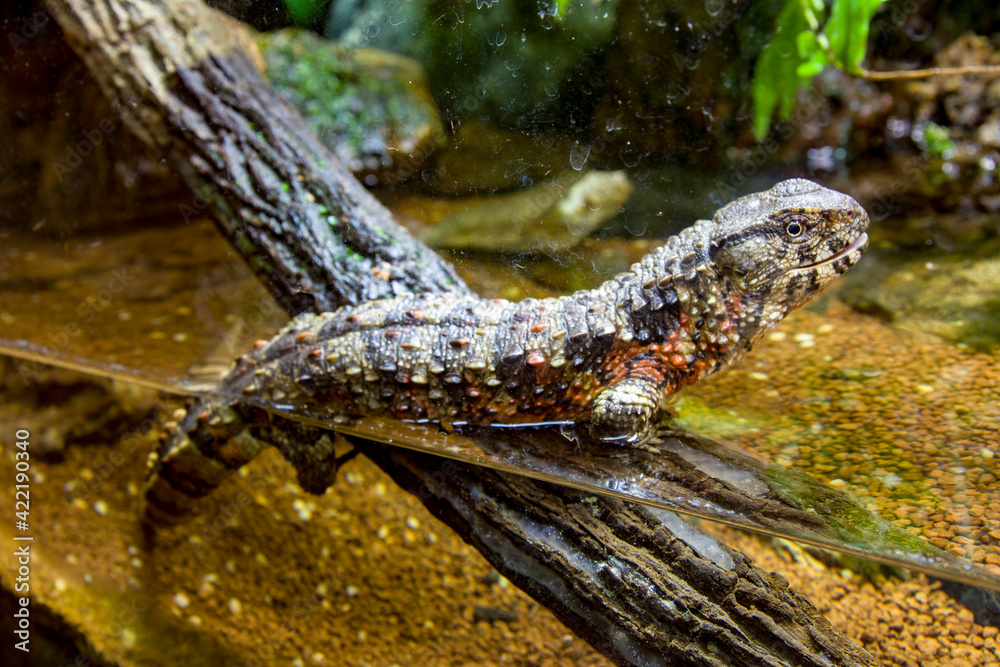 Obraz premium The Chinese crocodile lizard (Shinisaurus crocodilurus) is a semiaquatic lizard found only in cool forests in southern China and northern Vietnam. 