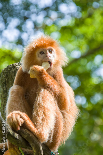 The Javan lutung (Trachypithecus auratus) is eating fruit, also known as the ebony lutung and Javan langur, is an Old World monkey from the Colobinae subfamily