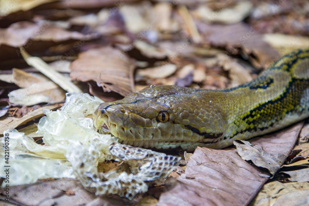 Fototapeta premium The reticulated python (Malayopython reticulatus) is a species of snake in the family Pythonidae. The species is native to South Asia and Southeast Asia. It is the world's longest snake.