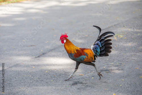 Photography A wild male red junglefowl (Gallus gallus) cross the road in Bishan-Ang Mo Kio Park Singapore
