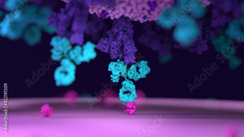 Antibodies work to neutralize SARS-CoV-2 by binding to the S protein and blocking entry (ACE2)  into a host cells
