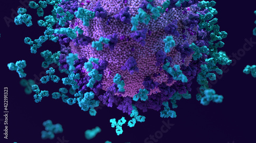Antibodies work to neutralize SARS-CoV-2 by binding to the S protein and blocking entry (ACE2)  into a host cells