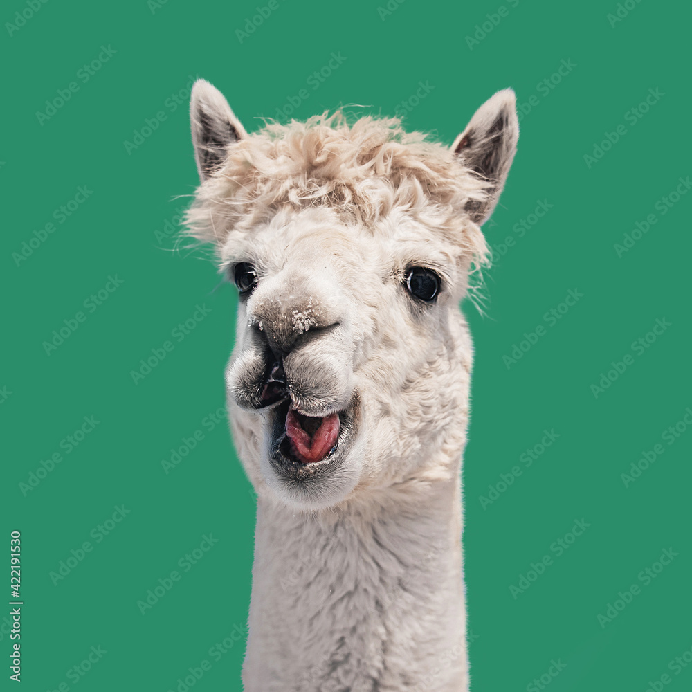 Funny white smiling alpaca isolated on green background. South American camelid.