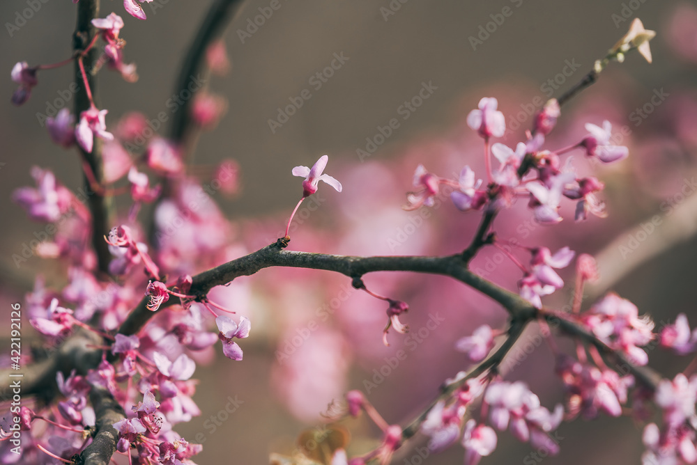 Pink spring redbud flower blossoms on tree branch Pink spring redbud flower blossoms on tree branch