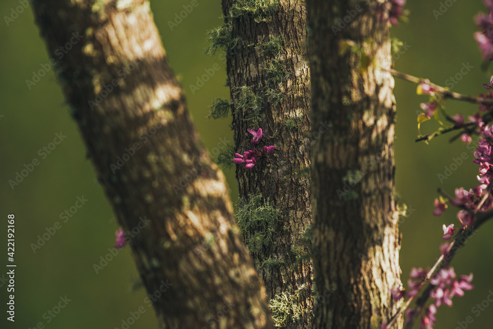 Pink spring redbud flower blossoms on tree branch Pink spring redbud flower blossoms on tree branch