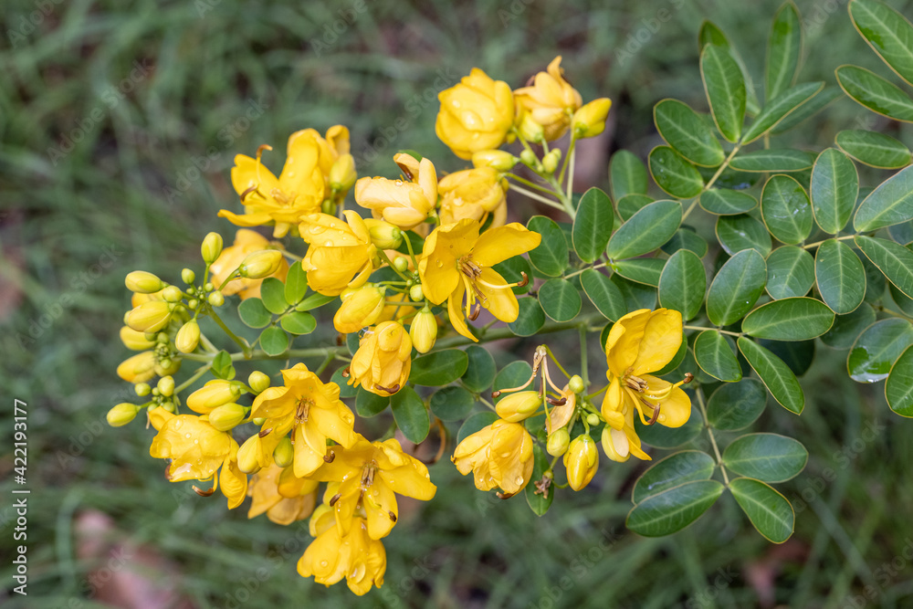 Invasive Cassia plant in Australia Invasive Cassia plant in Australia